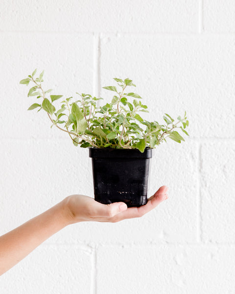 Oregano 'Greek' Herb
