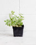 Oregano 'Greek' Herb