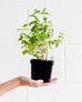 Certified Organic Basil Sweet Thai' Herb