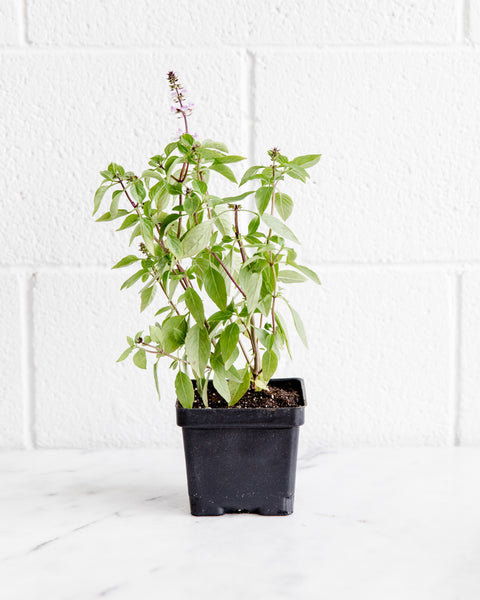 Certified Organic Basil Sweet Thai' Herb