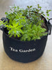 Tea Garden Kit with Live Plants