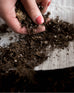 Salad Bowl - Organic Seed Square