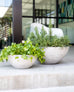 Urban Oasis Planter Large or Small