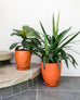 Tangerine Planter<br> Large or Small