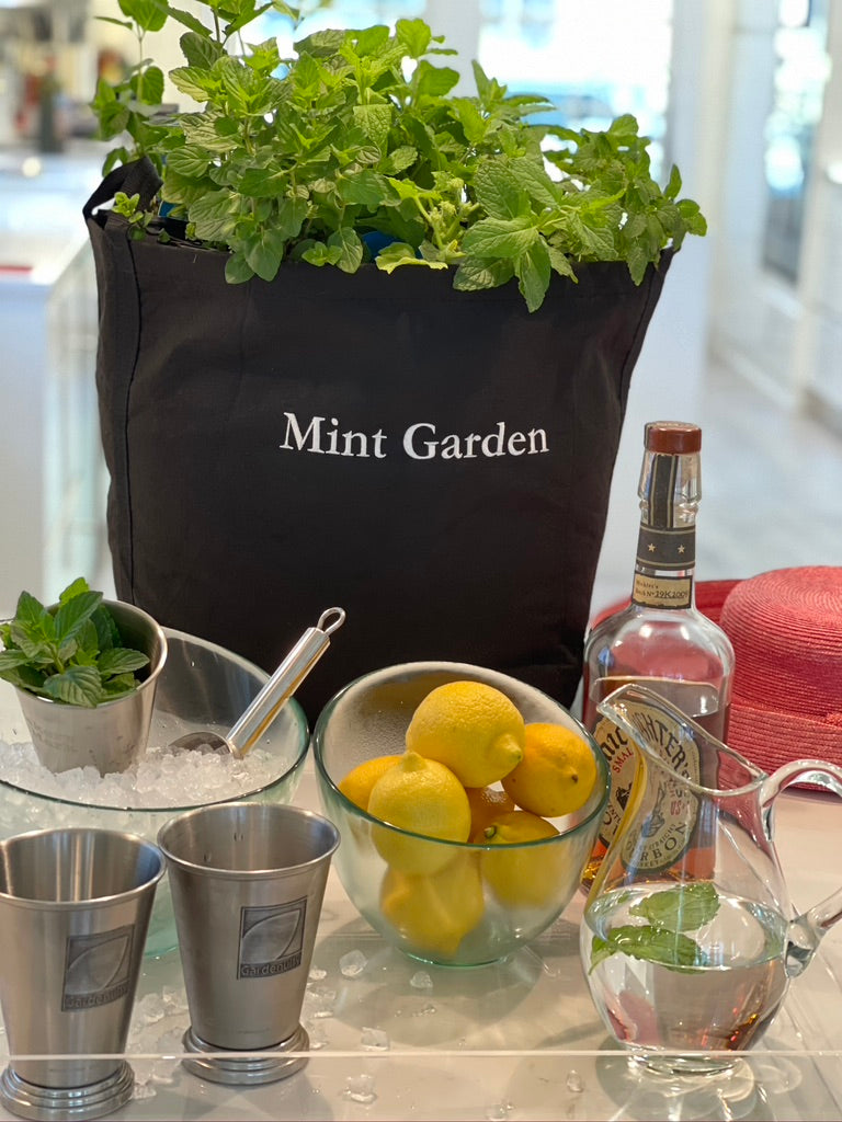 Mint Garden with Live Plants