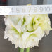 Giant Blooming, Bright White, Alfresco Amaryllis Planted in a Concrete Square Planter