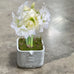 Giant Blooming, Bright White, Alfresco Amaryllis Planted in a Concrete Square Planter