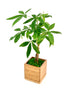 Premium Money Tree in Bamboo Planter