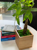 Premium Money Tree in Bamboo Planter