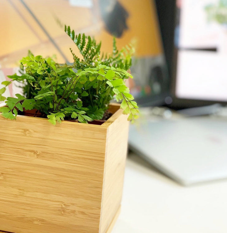 Fern Garden in Bamboo Planter