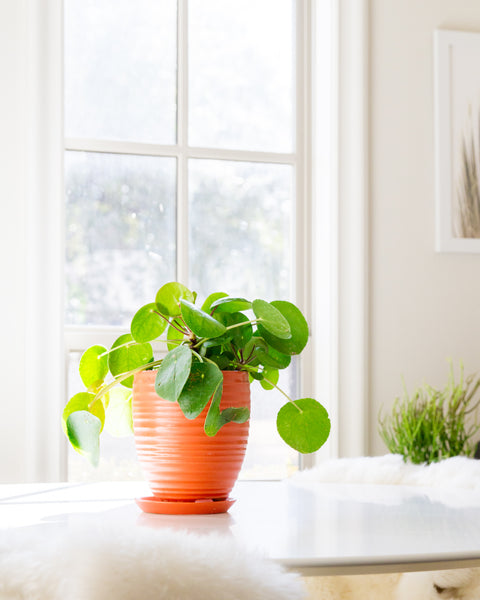 Tangerine Planter<br> Large or Small