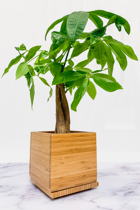 Premium Money Tree in Bamboo Planter