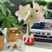 Waxed Amaryllis Bulb - Red Wax, White Bloom