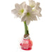 Waxed Amaryllis Bulb - Red Wax, White Bloom