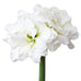 Giant Blooming, Bright White, Alfresco Amaryllis Planted in a Concrete Square Planter