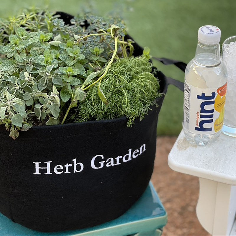 Culinary Herb Garden with Plants