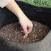 Garlic Bulbs for Planting - Music and Early California