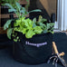 Homegrown Garden Kit with Plants & Tools