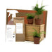 Fern Garden in Bamboo Planter