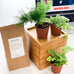 Fern Garden in Bamboo Planter