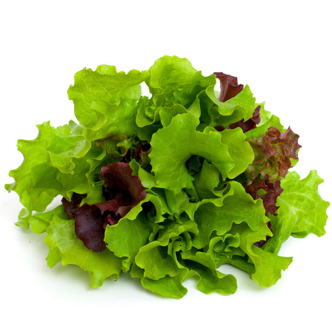 Salad Bowl - Organic Seed Square