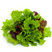 Salad Bowl - Organic Seed Square